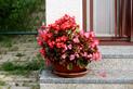 Begonia doniczkowa w domu i na balkonie - odmiany, pielęgnacja, uprawa