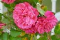 Rosa centifolia (róża stulistna) – uprawa, pielęgnacja, wybór sadzonki