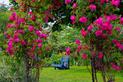 Pnące róże angielskie w ogrodzie - rodzaje, wymagania, uprawa, pielęgnacja, cięcie