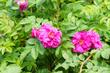 Róża pomarszczona w ogrodzie - wymagania, odmiany, uprawa, cięcie