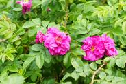 Róża pomarszczona w ogrodzie - wymagania, odmiany, uprawa, cięcie