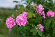 Róża damasceńska - popularne odmiany, właściwości, uprawa, pielęgnacja