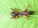 Jak rozpoznać turkucia podjadka – zobacz, jak wygląda larwa i dorosły osobnik