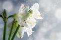 Amarylis - piękny kwiat doniczkowy - uprawa, pielęgnacja, podlewanie