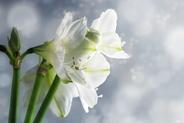 Amarylis - piękny kwiat doniczkowy - uprawa, pielęgnacja, podlewanie