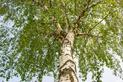 Brzoza brodawkowata (betula pendula) - opis, sadzenie i pielęgnacja w ogrodzie