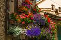 15 najlepszych kwiatów na balkon - zobacz, które kwiaty nadają się na balkon