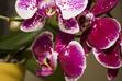 Phalaenopsis (falenopsis) – uprawa, pielęgnacja i podlewanie pięknego storczyka