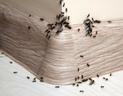 Co na mrówki w domu? Przedstawiamy skuteczne preparaty