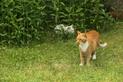 Jak odstraszyć koty z ogrodu? Praktyczny poradnik