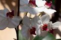 Kwiat orchidea bez tajemnic - odmiany, pielęgnacja, podlewanie, porady
