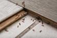 TOP 4 domowe sposoby na mrówki w domu i w ogrodzie