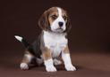 Ile kosztuje szczeniak beagle? Zobacz ceny beagle z hodowli