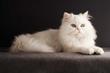 Cena kota perskiego - zobacz, ile kosztują młode rasowe persy