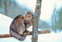 Cena kota syberyjskiego - sprawdź, ile kosztuje młody kociak