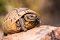 Cena żółwia greckiego - sprawdź, ile zapłacisz za małego żółwia