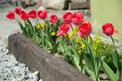 Kiedy wykopać tulipany po przekwitnięciu? Wyjaśniamy