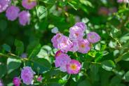 Róże ogrodowe - popularne odmiany, sadzenie, pielęgnacja kwiatów, porady