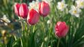 Kiedy sadzić tulipany? - wymagania, zasady sadzenia, terminy, porady