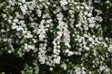 TOP 10 krzewów kwitnących na biało - rodzaje, opis, wymagania, pielęgnacja