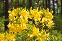 TOP 10 krzewów kwitnących na żółto - rodzaje, opis, wymagania, pielęgnacja, porady