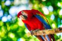 Cena papugi - zobacz, ile kosztują papugi różnych ras