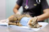 Jaka jest cena sterylizacji kotki lub kastracji kota 2022? Sprawdzamy ceny w całej Polsce