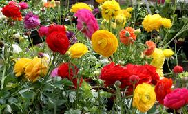 Kwiaty jaskry w ogrodzie i doniczce - uprawa, pielęgnacja, porady