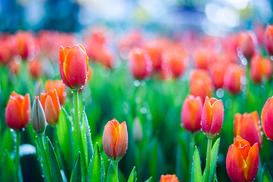 Kwiaty tulipany w ogrodzie - sadzenie, uprawa, pielęgnacja