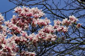 Magnolia Siebolda bez tajemnic - uprawa, pielęgnacja, cena, porady