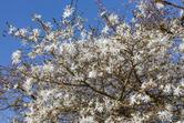 Magnolia gwiaździsta bez tajemnic – odmiany, uprawa, pielęgnacja