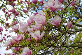 Ceny magnolii krok po kroku - zobacz, ile kosztuje drzewko