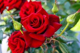 Róża wielkokwiatowa w ogrodzie – poznaj szlachetne odmiany róż i dowiedz się, jak je uprawiać