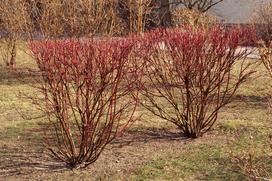 Dereń czerwony - piękny krzew ozdobny, uprawa, pielęgnacja, porady