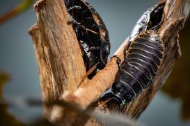 Jaki środek na karaluchy jest najlepszy? Przegląd preparatów