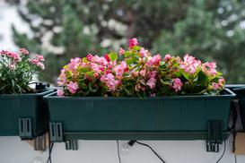 Jakie kwiaty balkonowe do cienia sprawdzą się najlepiej? Doradzamy krok po kroku