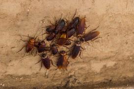 Jaki robak jest podobny do karalucha? Opis, występowanie, zwalczanie