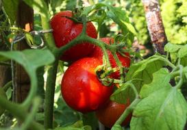 Jak podwiązać pomidory. Wyjaśniamy po co i jak to zrobić