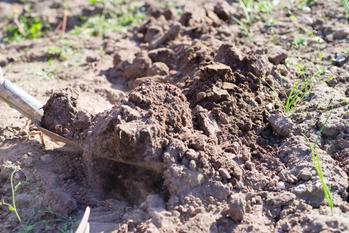 Rodzaje gleb - informacje, występowanie, wykorzystanie, porady praktyczne
