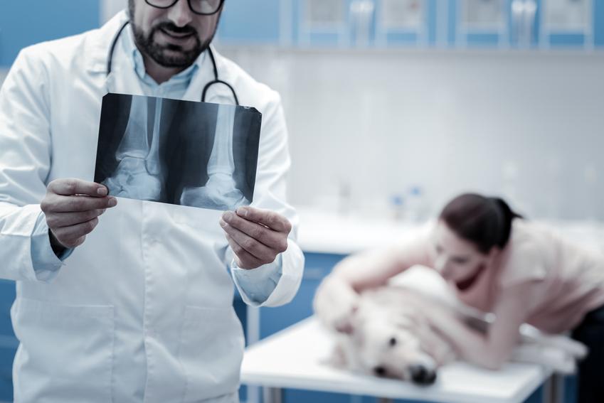 Średnia cena wykonania badania rentgenowskiego psa lub kota. Cena obejmuje wykonanie jednego zdjęcia RTG.