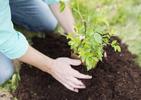 Cennik sadzenia krzewów 2023 w ponad 150 miastach w Polsce