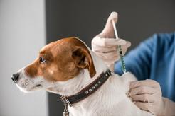 Zdjęcie ilustrujące Cena za szczepienie psa w ponad 160 miastach w całej Polsce