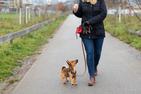 Ceny szkolenia psów w ponad 160 miastach w całej Polsce