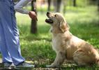 Cennik szkolenia psów do życia w mieście w ponad 160 miastach w Polsce