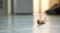 Cennik dezynsekcji prusaków, karaluchów i mrówek w ponad 160 miastach